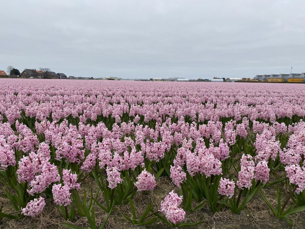 Hyacinten-greenport-duin-en-bollenstreek-pps-bollencoaster