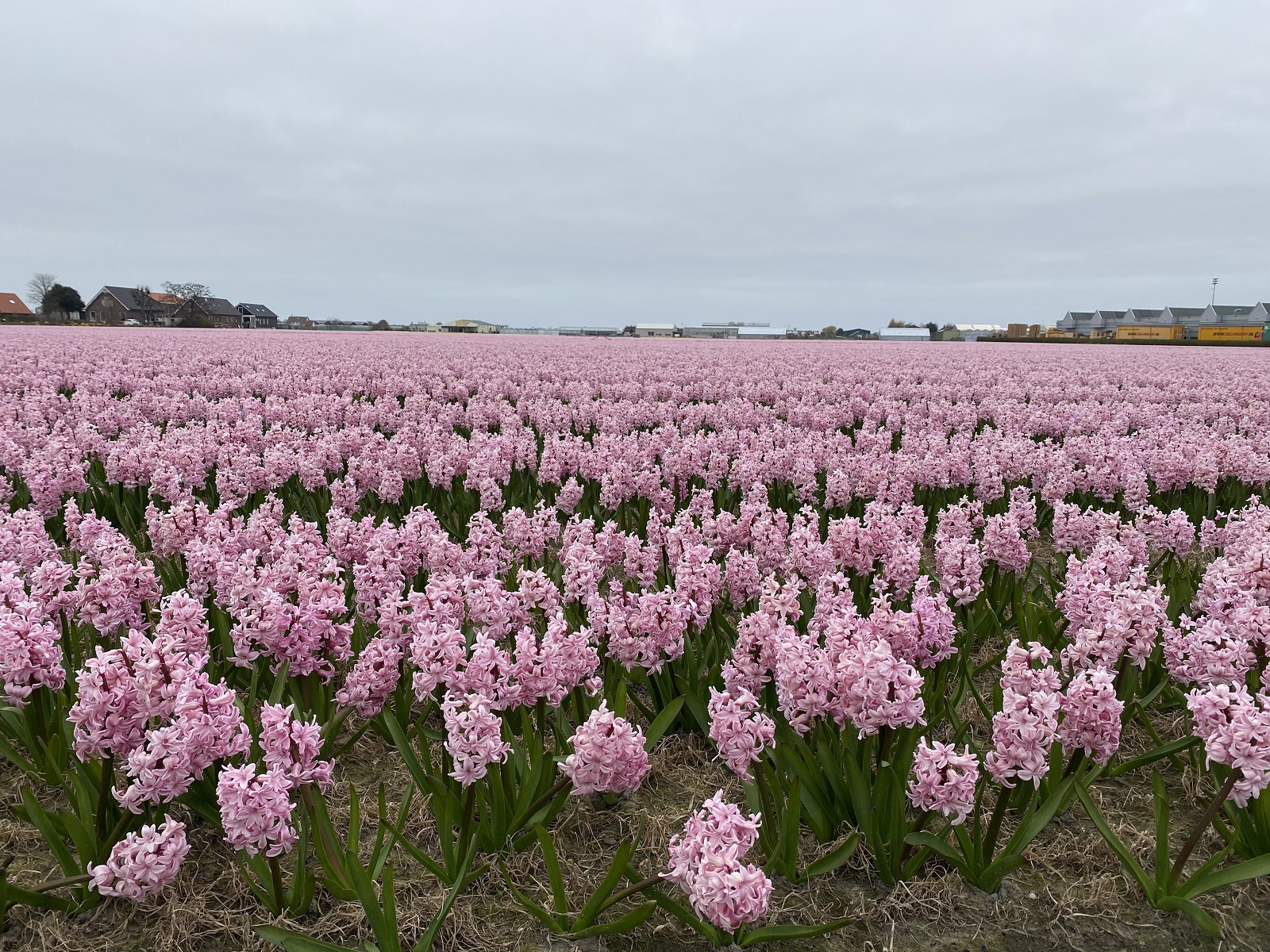 Hyacinten-greenport-duin-en-bollenstreek-pps-bollencoaster