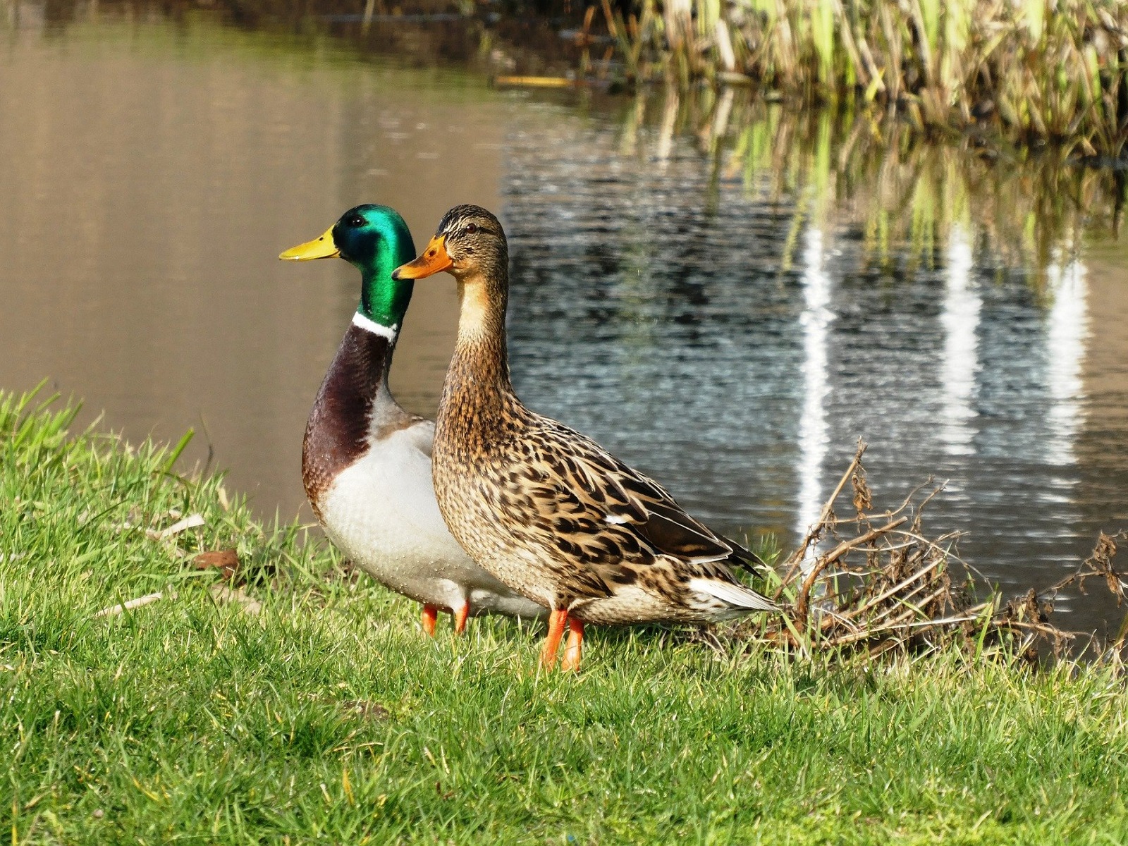 eenden-waterkwaliteit-verbeteren-greenport-duin-en-bollenstreek