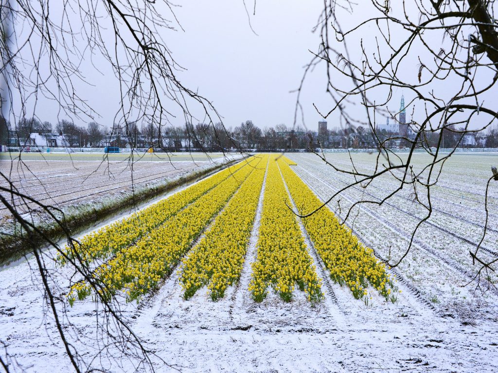 living-lab-b7-bloeiende-bollenstreek-greenport-duin-en-bollenstreek