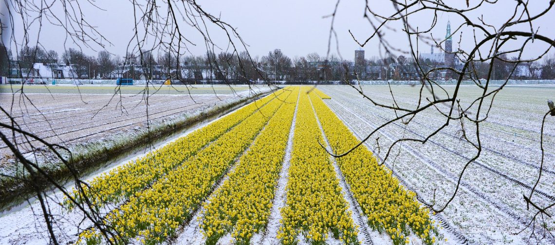 living-lab-b7-bloeiende-bollenstreek-greenport-duin-en-bollenstreek
