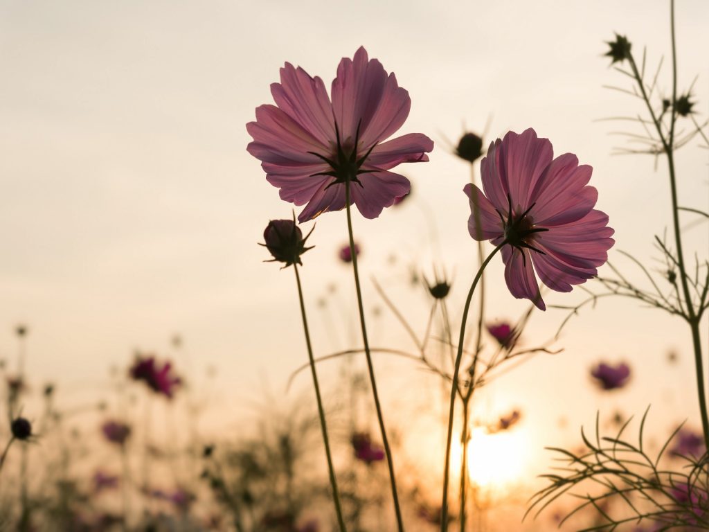 biodiversiteit-greenport-factscheet