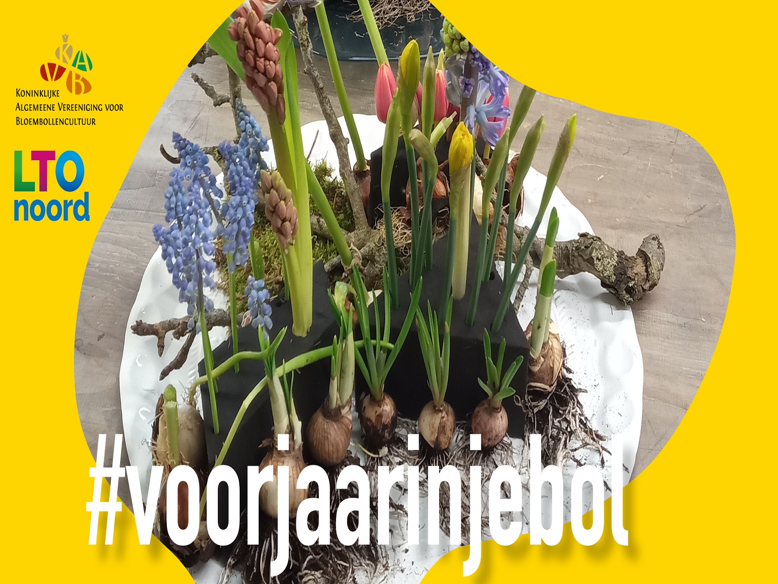 voorjaarsactie-#voorjaarinjebol-kavb-ltonoord-greenport