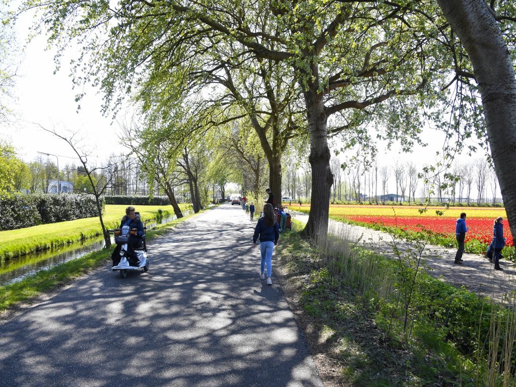Greenport-zoekt-programmamanager-duin-en-bollenstreek
