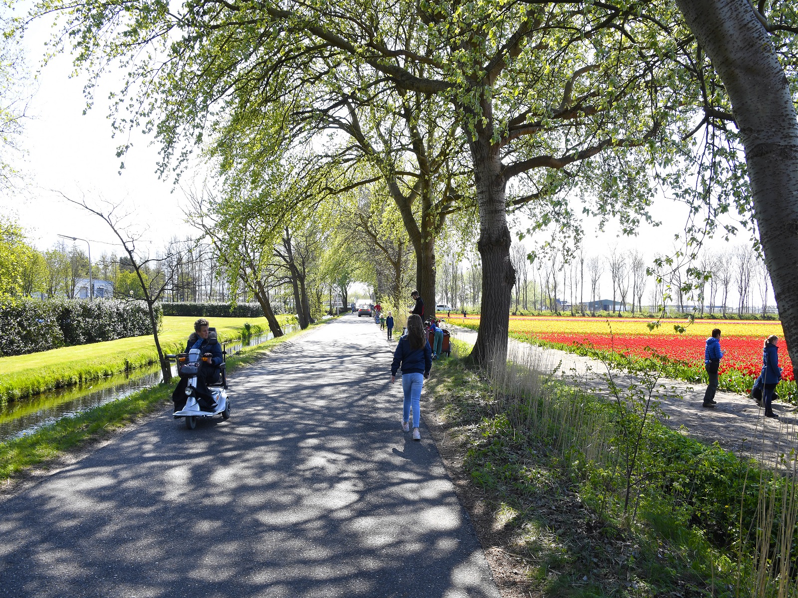 Greenport-zoekt-programmamanager-duin-en-bollenstreek