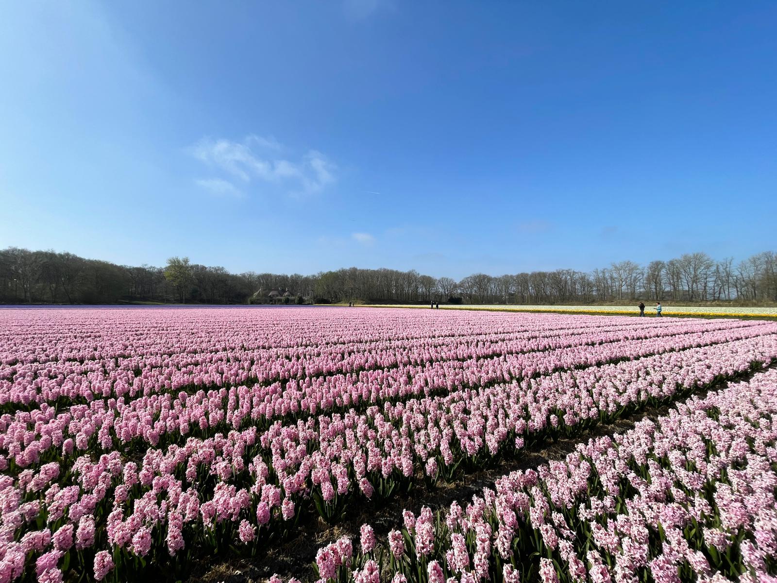 pps-bollencoaster-onderzoek-wur-greenport