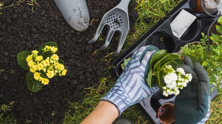 tuinambassadeurs-tuininrichting-duin-en-bollenstreek-greenport