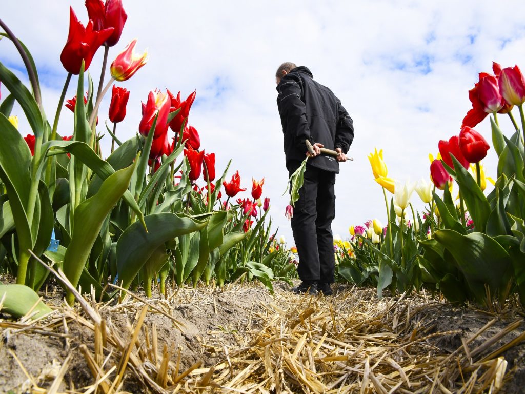 Bollenrevolutie-4.0-ziekzoeken-greenport-duin-en-bollenstreek