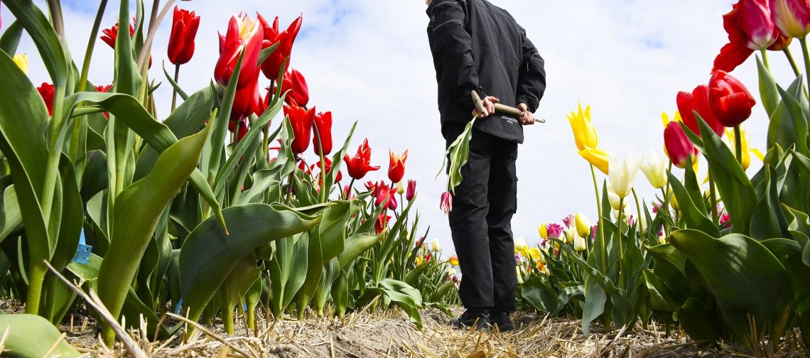 Bollenrevolutie-4.0-ziekzoeken-greenport-duin-en-bollenstreek