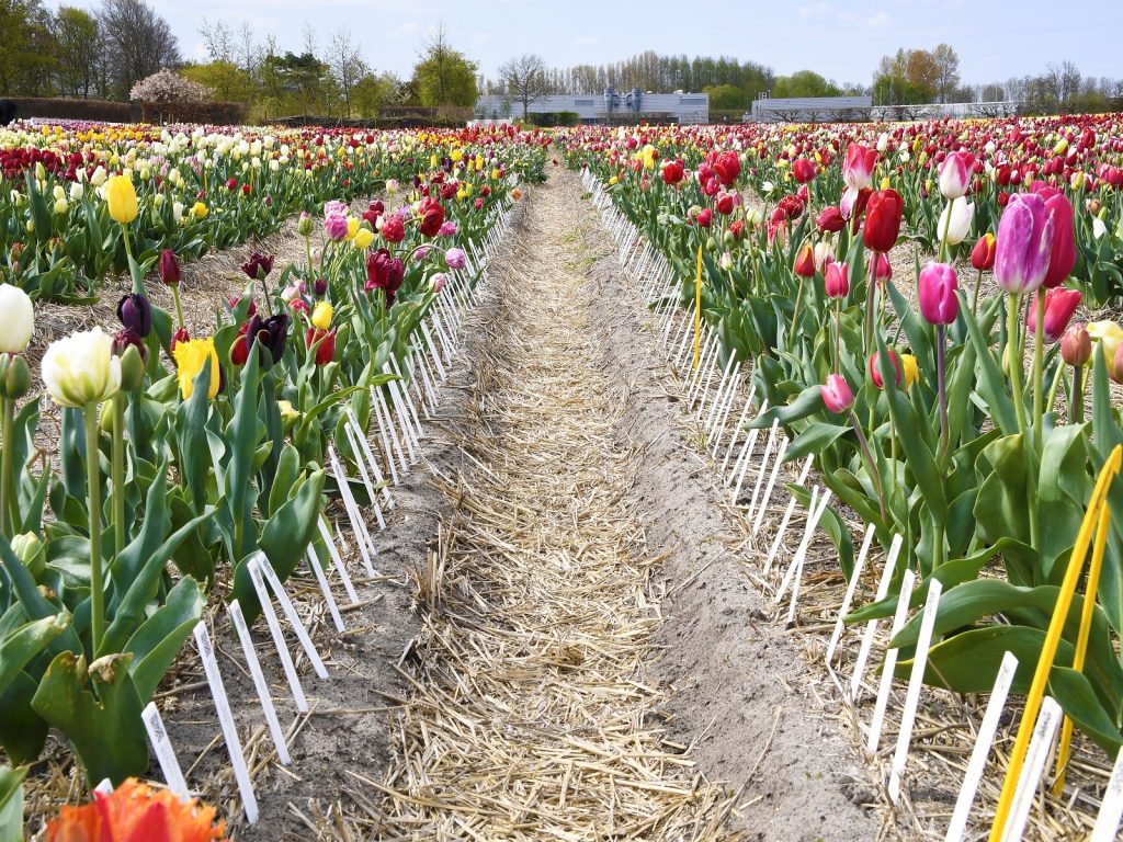 krachten-bundelen-topsector-tu-greenports-nederland