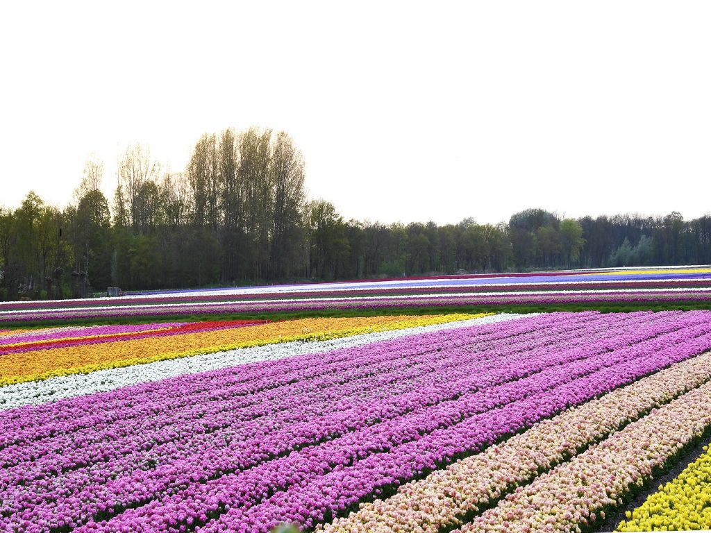 Gebiedsprogramma- 2B(l)oeiende-Bollenstreek-greenport