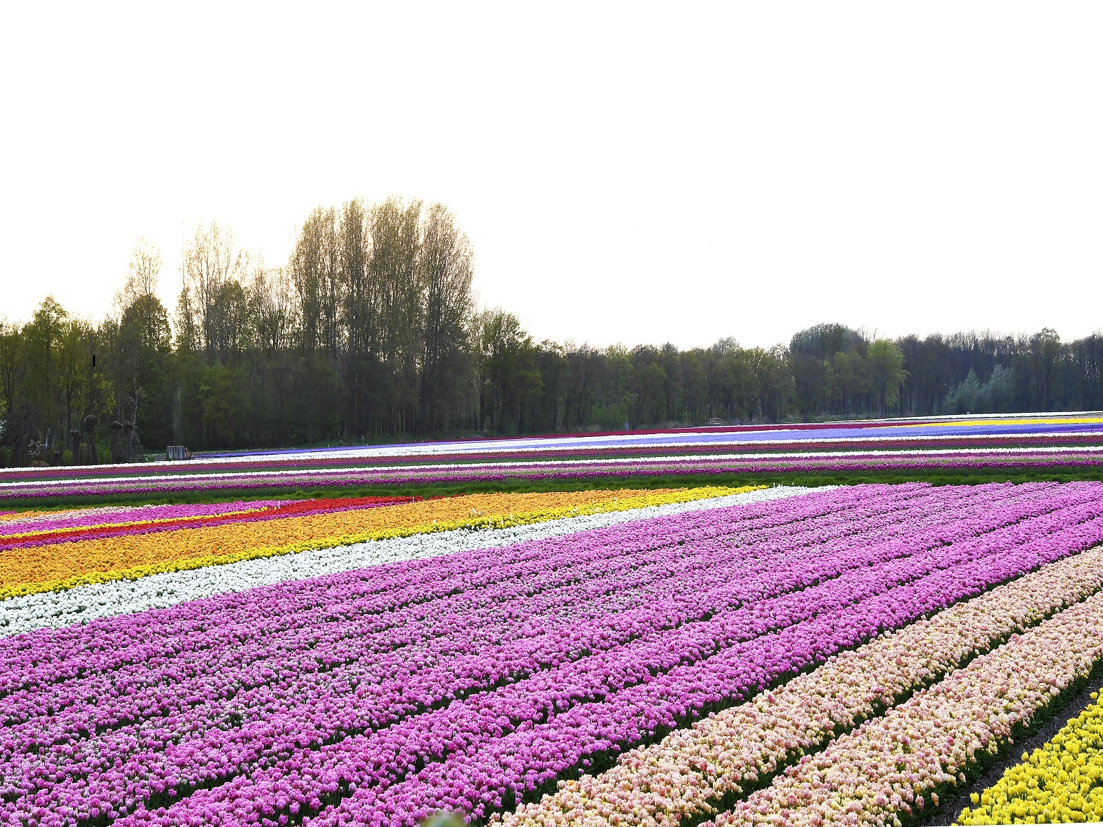 Gebiedsprogramma- 2B(l)oeiende-Bollenstreek-greenport