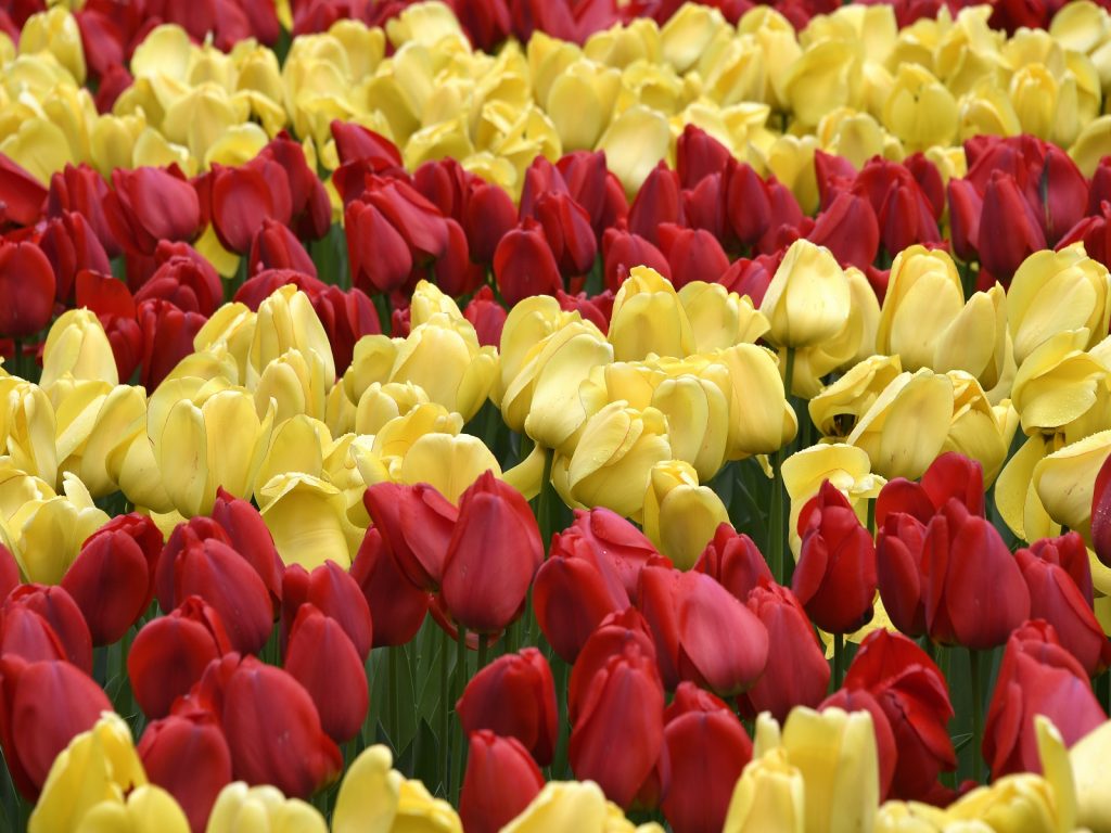 campagne-meer-bloemen-nodig-greenport