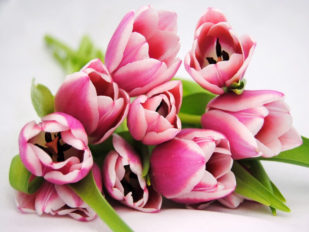 toeristen-amerika-tulpen-bollenstreek-greenport-duin-en-bollenstreek