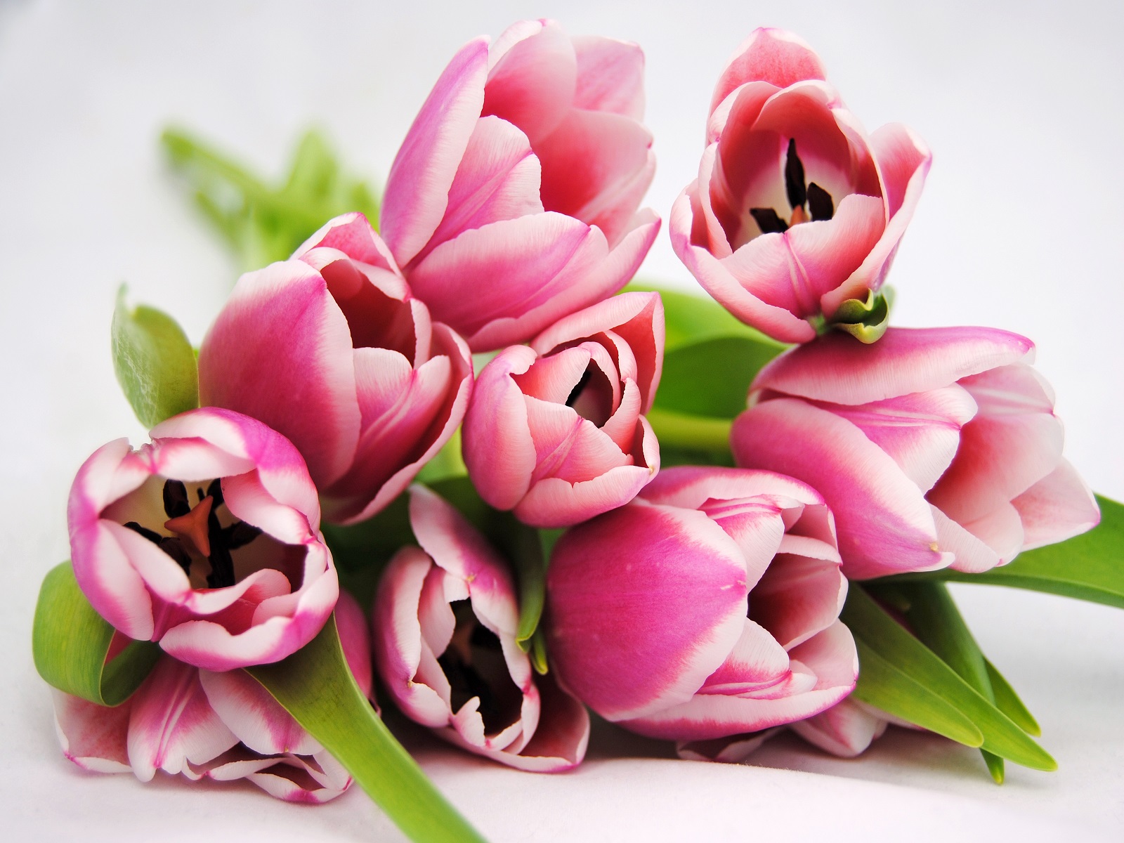 toeristen-amerika-tulpen-bollenstreek-greenport-duin-en-bollenstreek