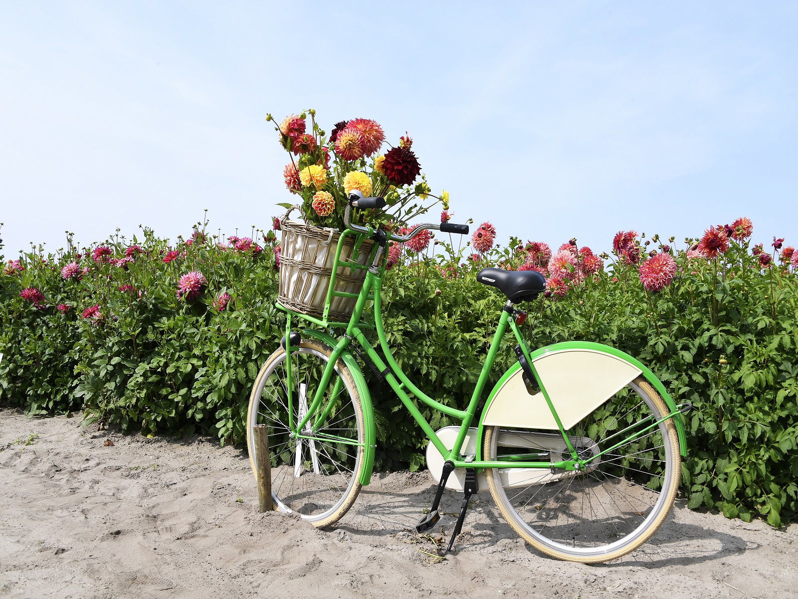 Greenity-Hortipoint-greenport