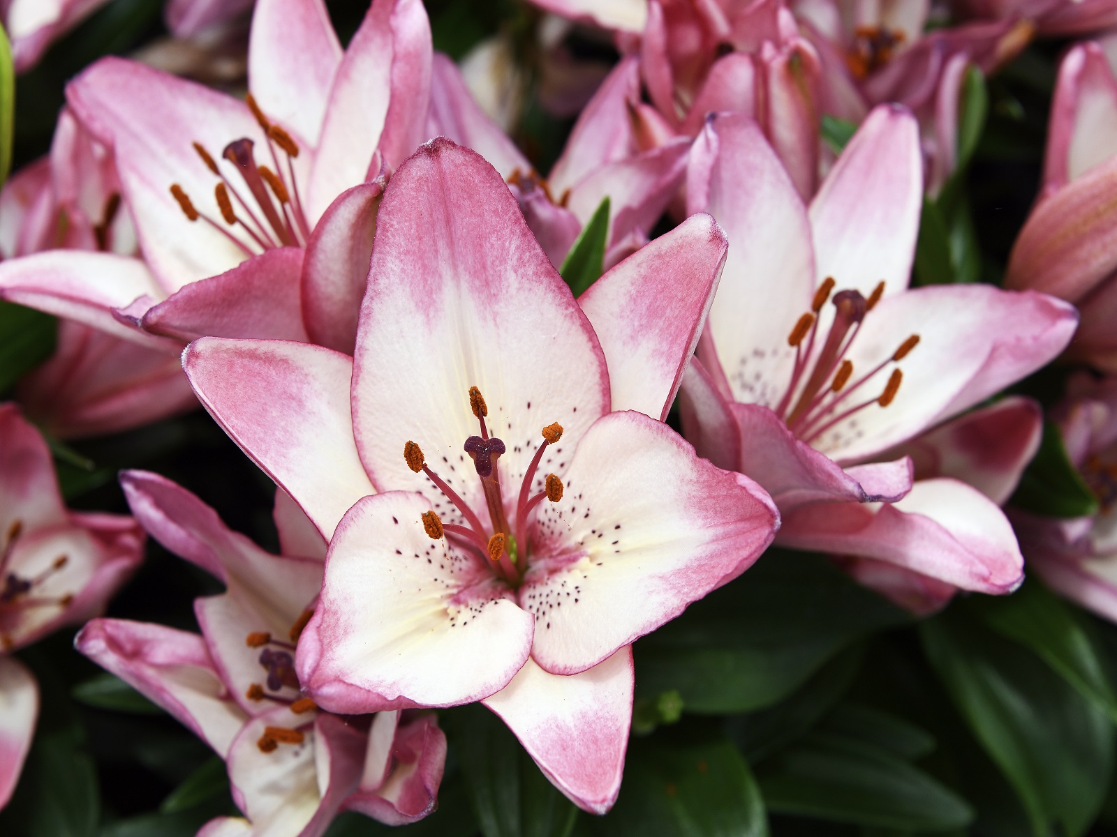 Dutch-lilly-days-leliedagen-greenport