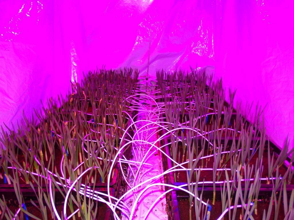 narcis-onder-led-pps-fundamentele-systeemsprong-wur-greenport