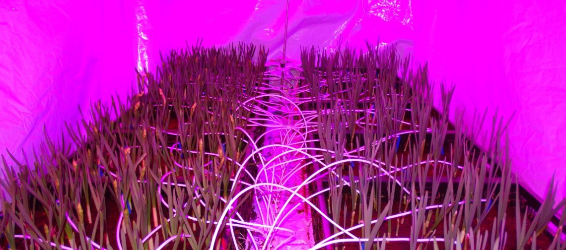 narcis-onder-led-pps-fundamentele-systeemsprong-wur-greenport