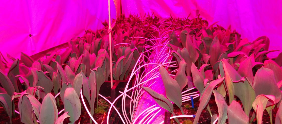 narcis-onder-led-pps-fundamentele-systeemsprong-greenportlive