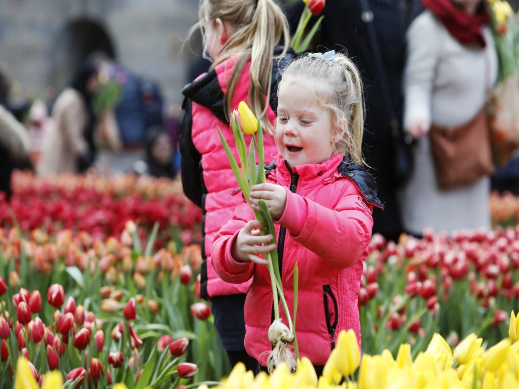 nationale-tulpendag-verhuist-naar-museumplein-amsterdam-greenport