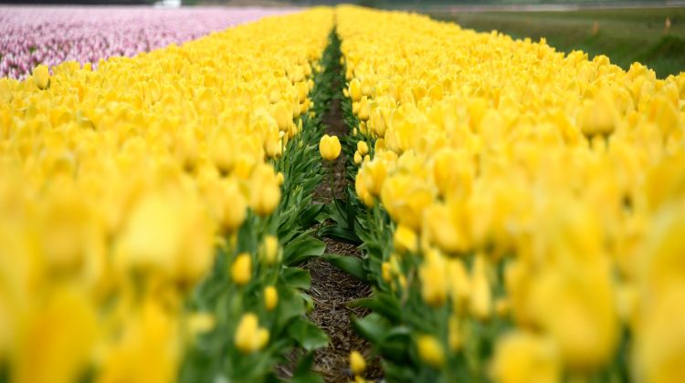 Tulpen-virus-herkenning