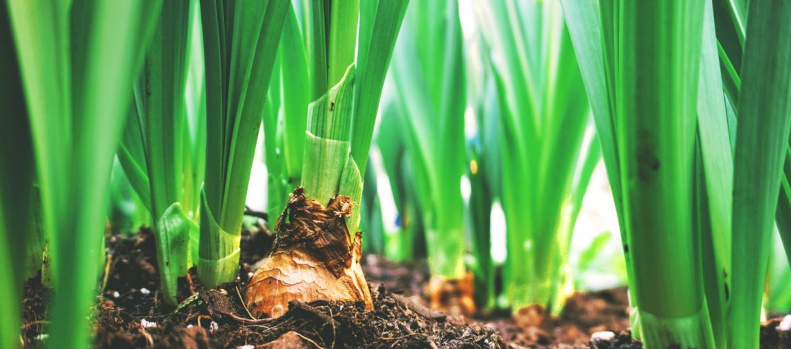 meld-je-aan-voor-tuinbouw-ondernemersprijs-greenport