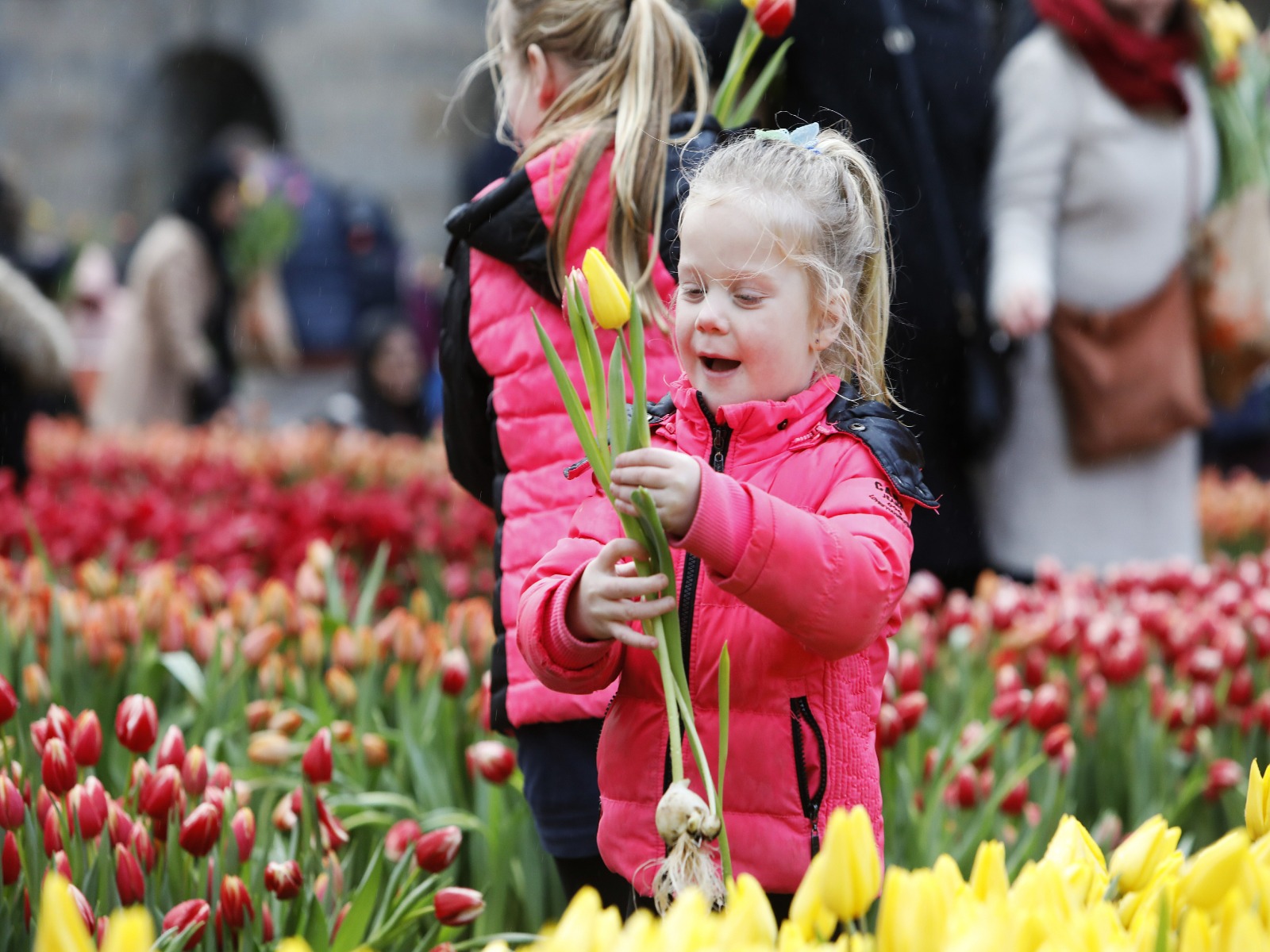 nationale-tulpendag-amsterdam-greenport