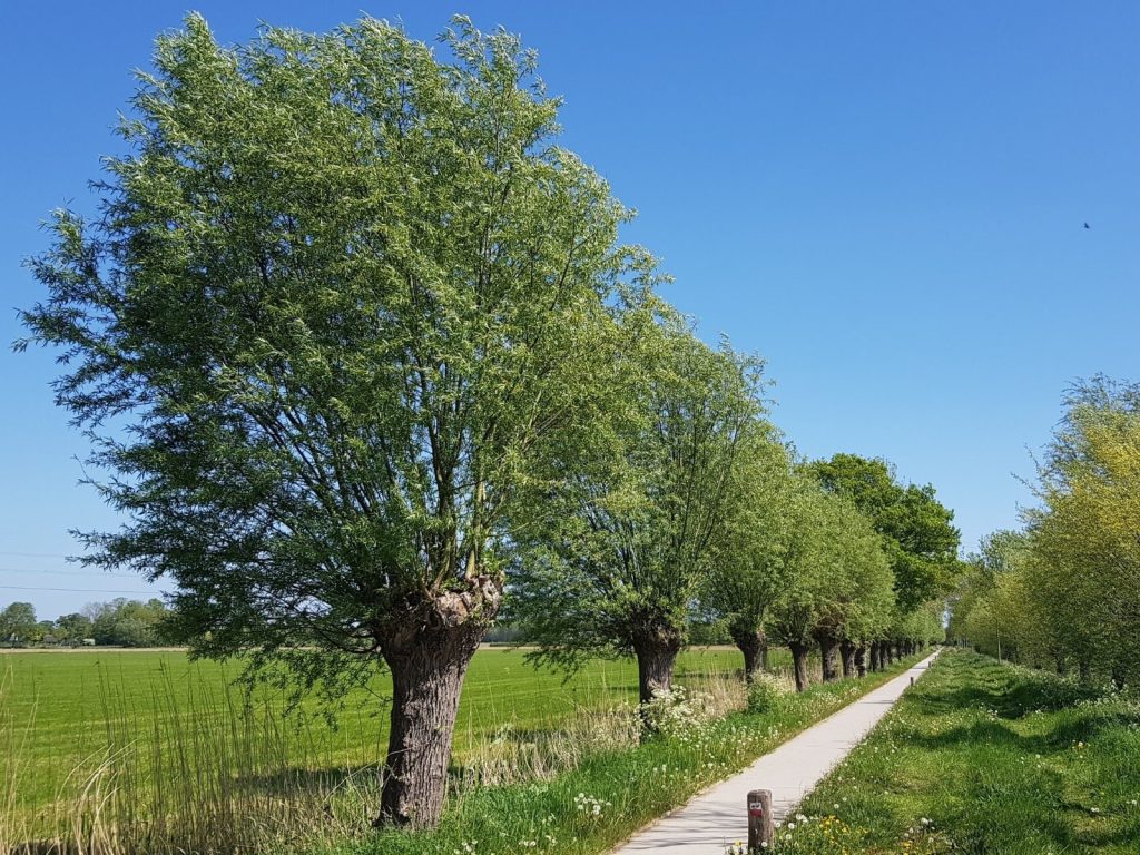 knotwilg-gratis-biodiversiteit-greenport