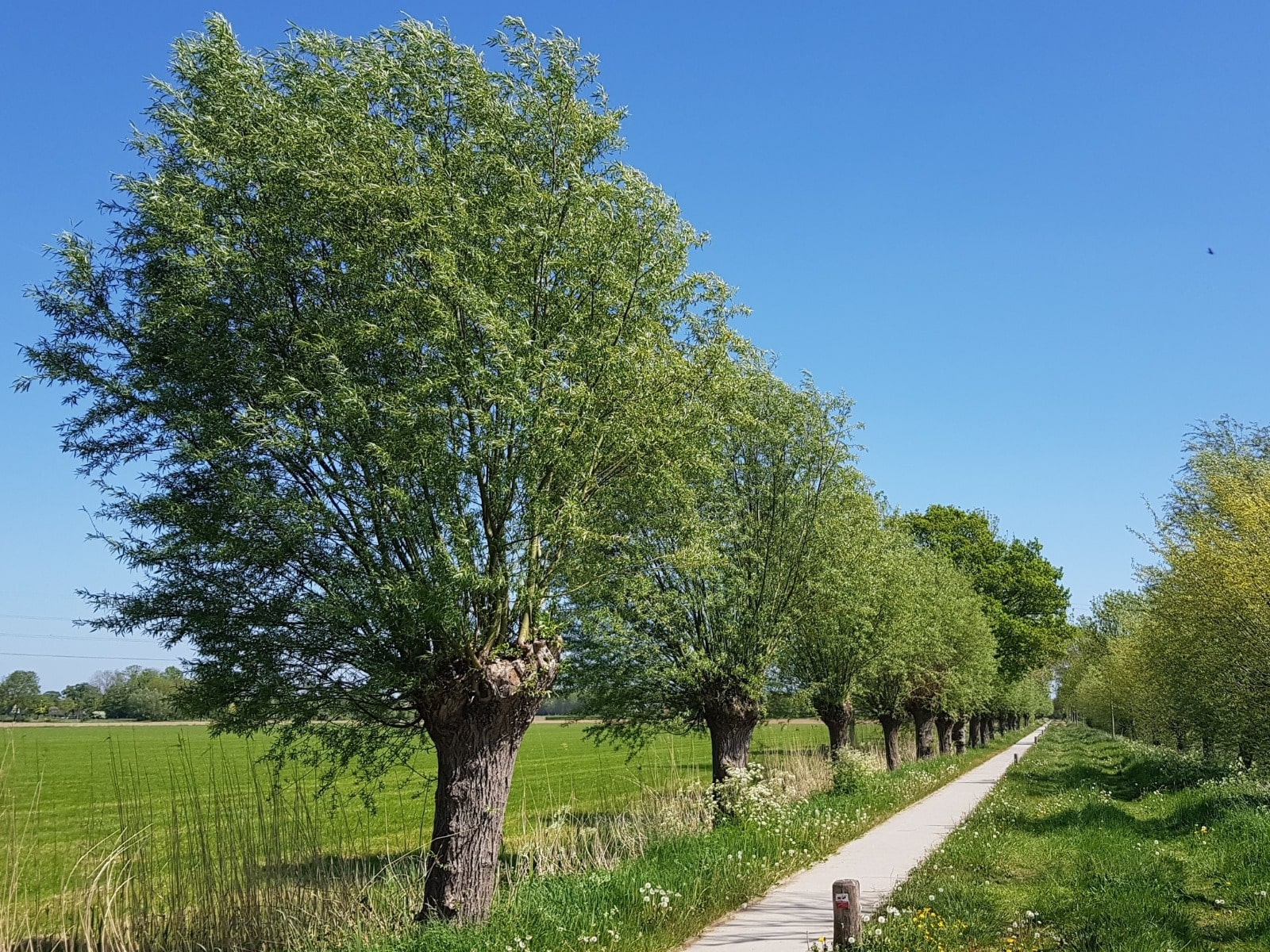 knotwilg-gratis-biodiversiteit-greenport