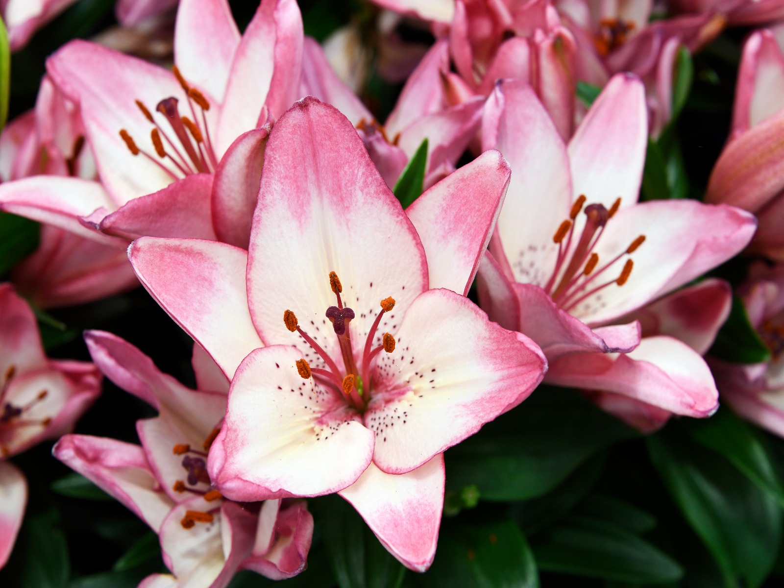 Dutch Lily Days