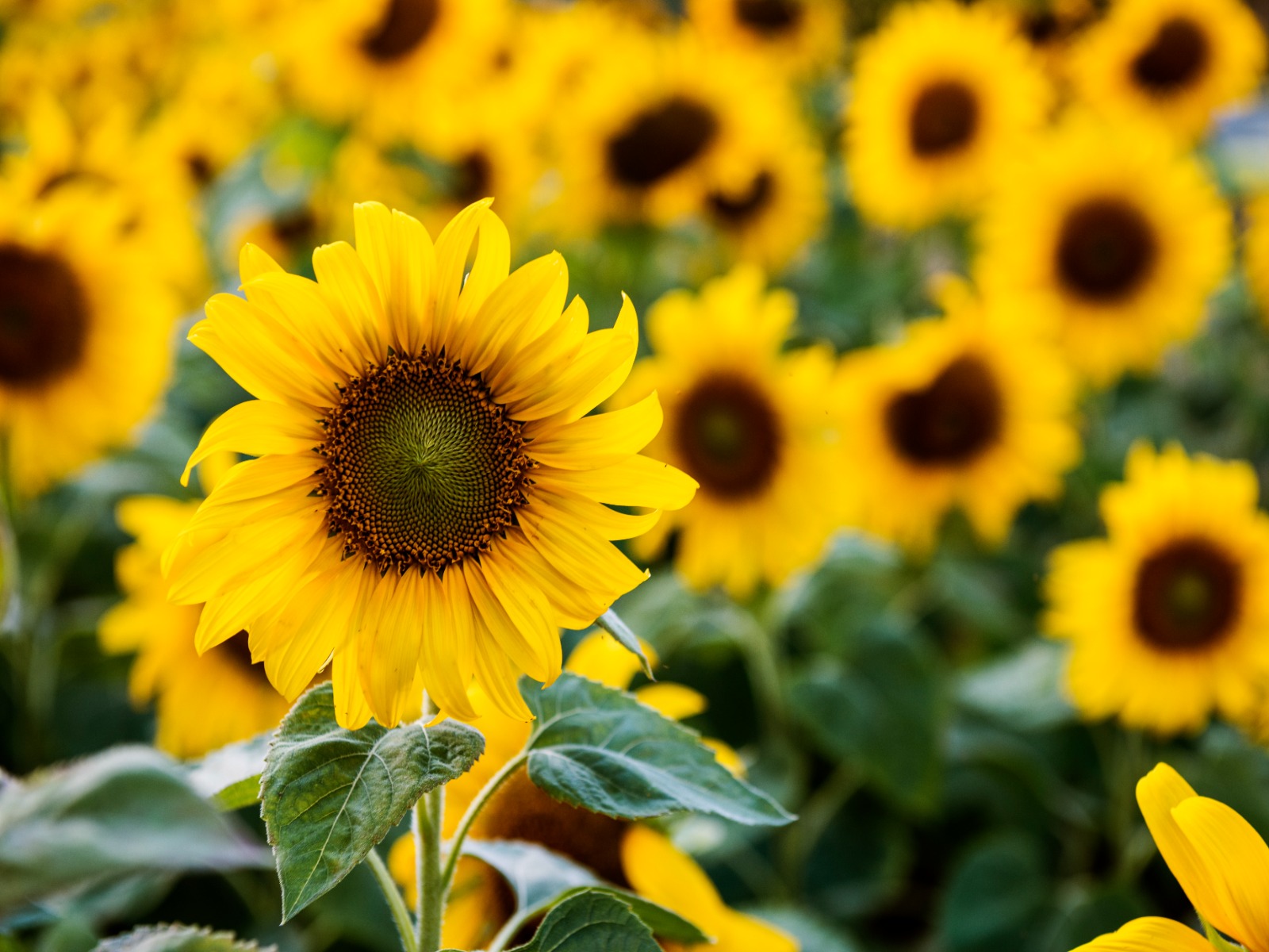 zonnebloem-nieuwsbrief-greenport