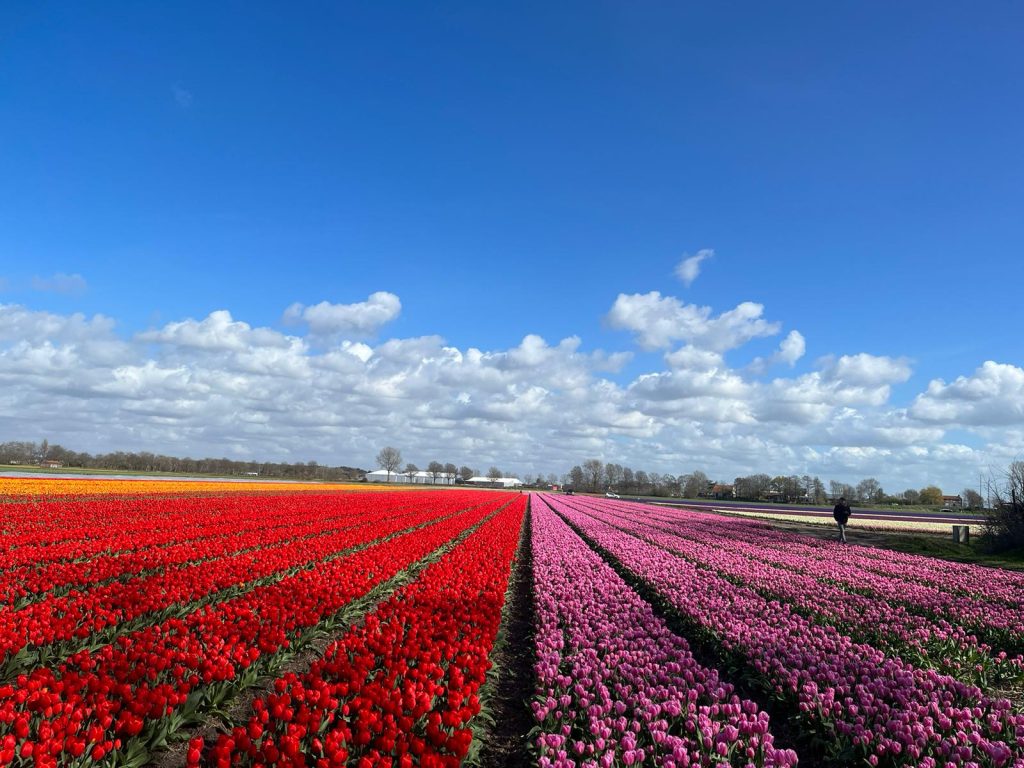 Kwekerij-Van-Haaster-landbouwportaal-rijnland-greenport