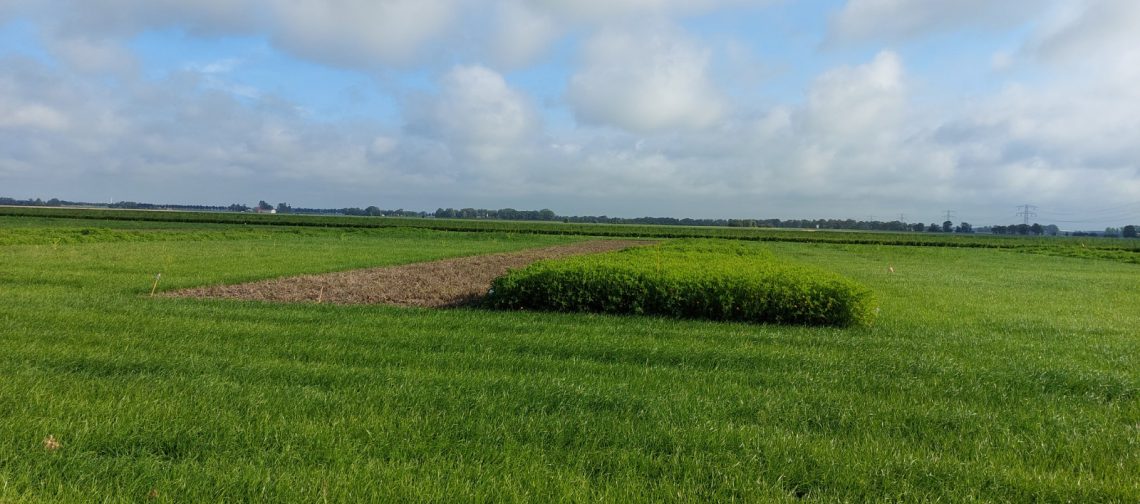 Veldoverzicht-PPS-bollen-bodem-aaltjes-greenport