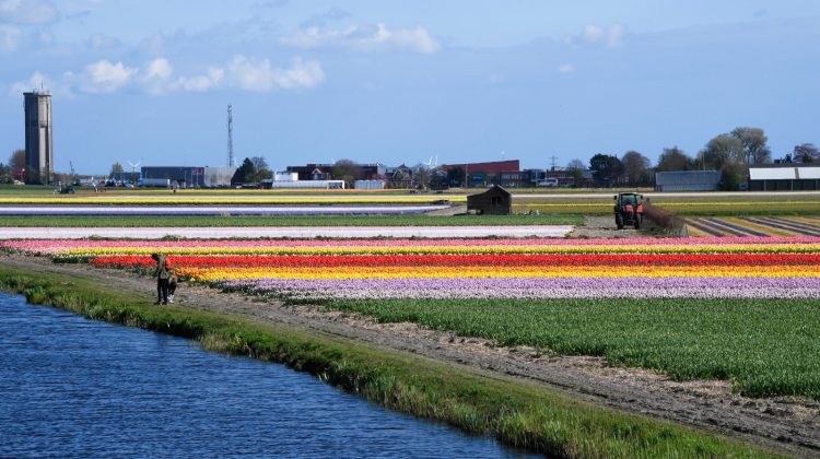 herkomst-dinoterb-niet-uit-bollen-greenport