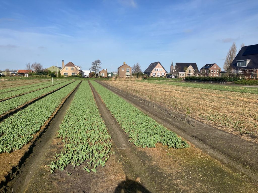 demoveld-bollenstreek-greenport
