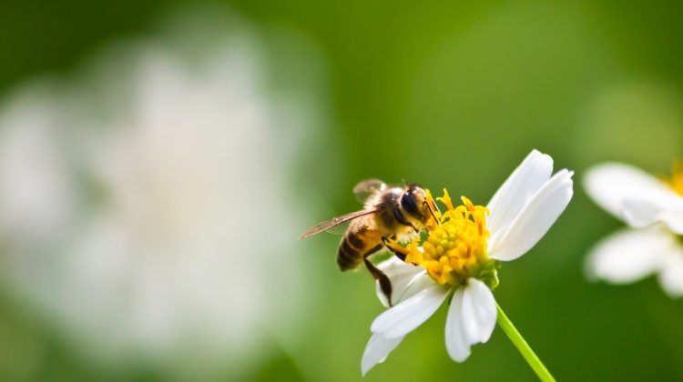 biodiversiteit-bij-bloemen-greenport