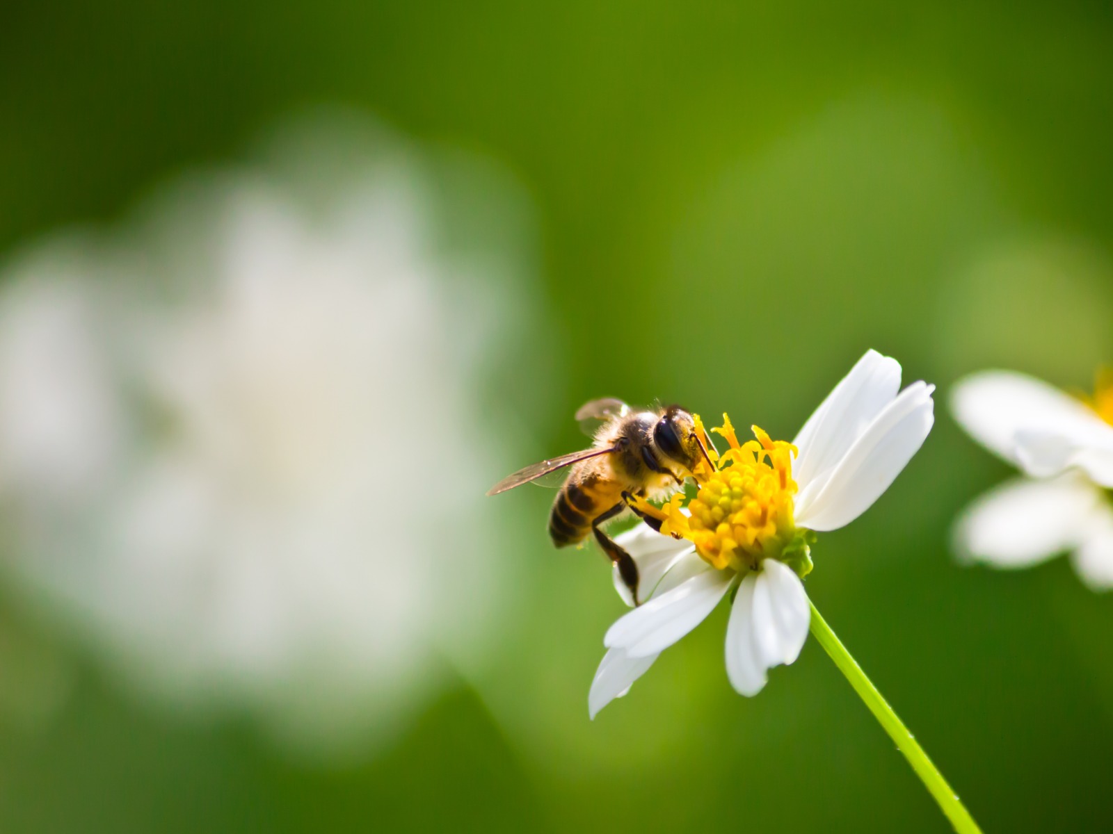 biodiversiteit-bij-bloemen-greenport