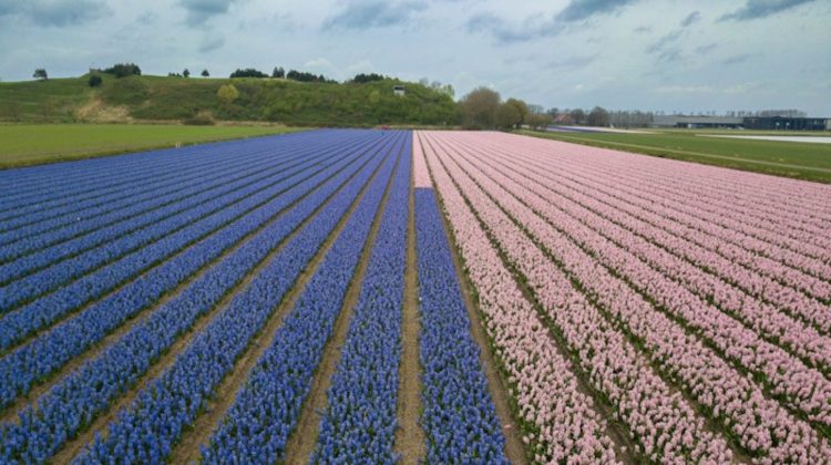 verdegaal-nationale-proeftuin-precisielandbouw-greenport- hycainten