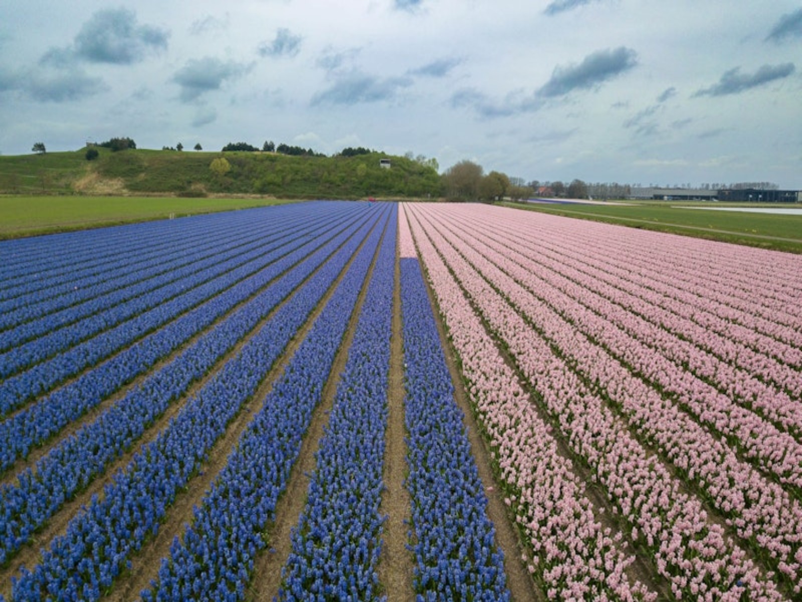 verdegaal-nationale-proeftuin-precisielandbouw-greenport- hycainten