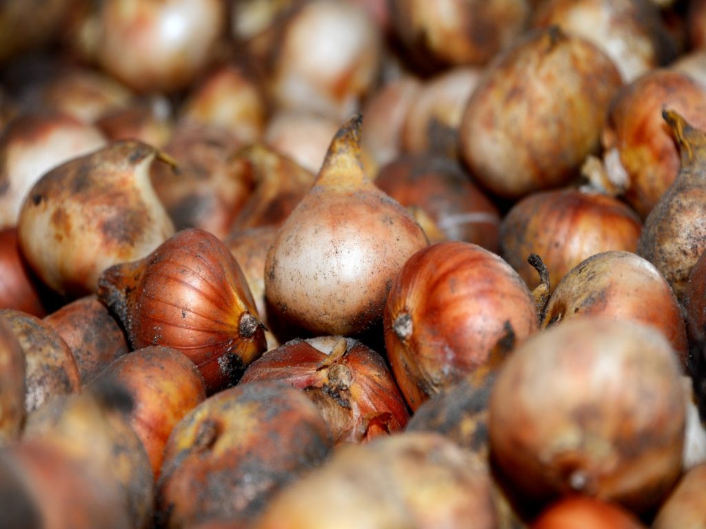 bollen-bloembollen-greenport-duin-en-bollenstreek