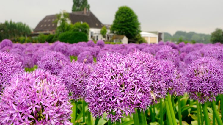 Alliums-nieuwsbrief-greenport-duin-en-bollenstreek