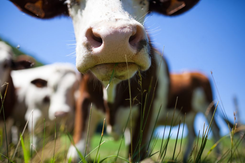 Biodiversiteit-kruidenmengsels-subsidie-1001HA-greenport-lto