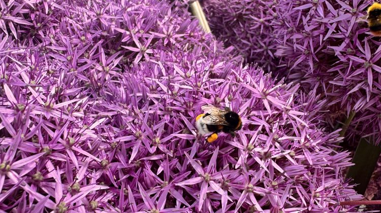 allium-hommel-biodiversiteit-greenport-duin-en-bollenstreek