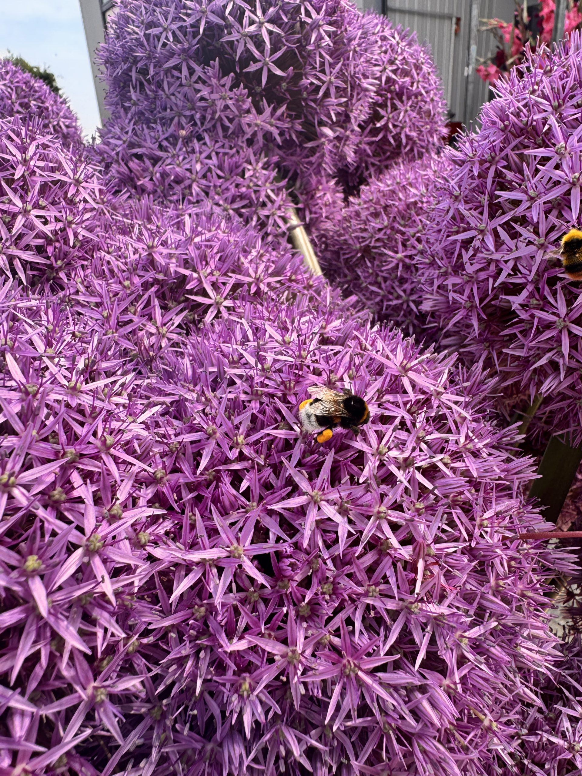 allium-hommel-biodiversiteit-greenport-duin-en-bollenstreek