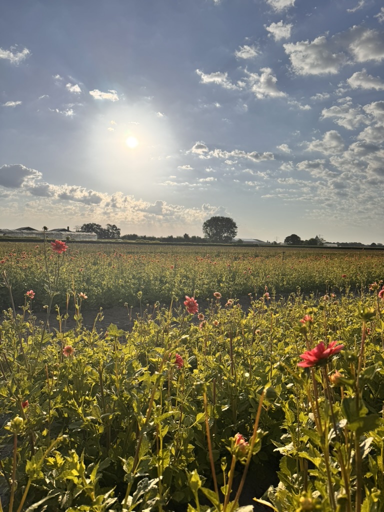 dahlia-in-bloei-voorhout