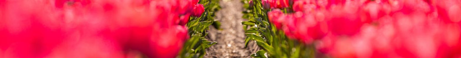 260408_greenport_db_beeldbank_tulpen_heemskerk_de_zilk_by_robert_waasdorp-12