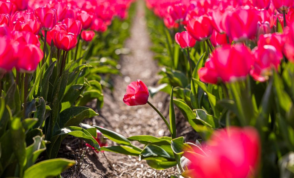260408_greenport_db_beeldbank_tulpen_heemskerk_de_zilk_by_robert_waasdorp-14