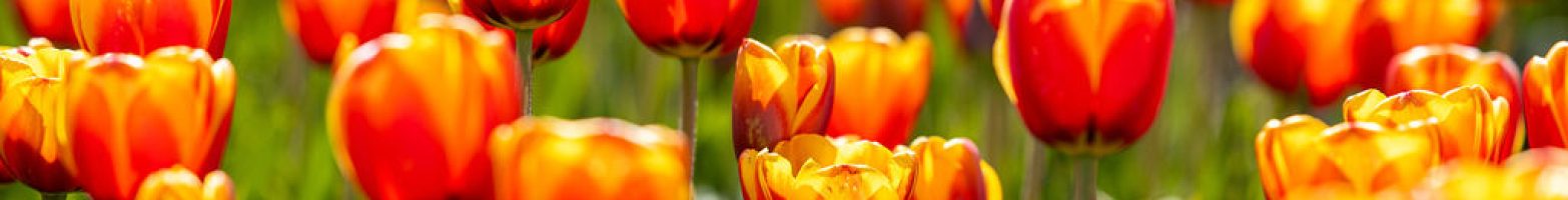 260408_greenport_db_beeldbank_tulpen_heemskerk_de_zilk_by_robert_waasdorp-18