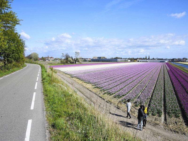 Bollenvelden-agrotoerisme-greenport-duin-en-bollenstreek